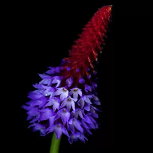 Images Dated 18th May 2012: Primula vialii