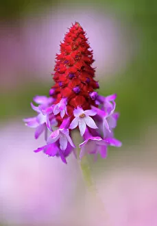 Images Dated 2nd February 2012: Primula Vialii