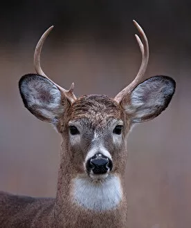 Images Dated 18th November 2010: Prince - White-tailed deer