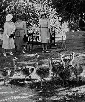 Huty32800 Prints: Princess Elizabeth Visiting Ostrich Farm