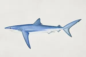 Prionace glauca, Blue Shark, side view
