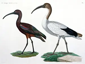 Two Animals Prints: Private Collection