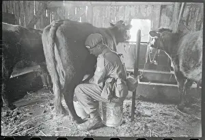 Nicosia Prints: Private Milking Cow