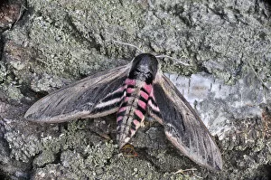Images Dated 7th July 2009: Privet Hawk Moth -Sphinx ligustri-, Mala Fatra, Slovakia