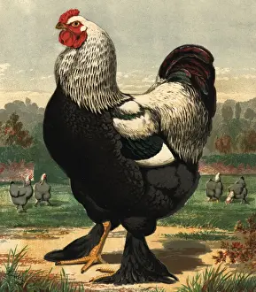 Colour Format Prints: Prize Cock