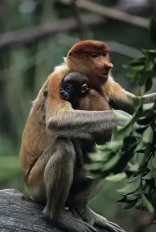 Proboscis monkey (Nasali larvatus) with young sitting on stone, Rainforest of South-Eastern Asia