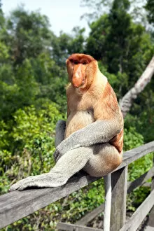 Images Dated 19th February 2016: Proboscis monkey, Sabah, Borneo, Malaysia