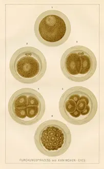 Animal Egg Prints: Process of the rabbit egg anatomy engraving 1857