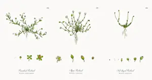 Procumbent Pearlwort, Sagina procumbens, Victorian Botanical Illustration, 1863