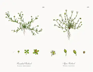 Procumbent Pearlwort, Sagina procumbens, Victorian Botanical Illustration, 1863