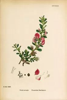 Images Dated 8th June 2017: Procumbent Rest-Harrow, Ononis arvensis, Victorian Botanical Illustration, 1863