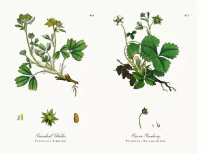 Images Dated 18th December 2017: Procumbent Sibbaldia, Potentilla Sibbaldia, Victorian Botanical Illustration, 1863