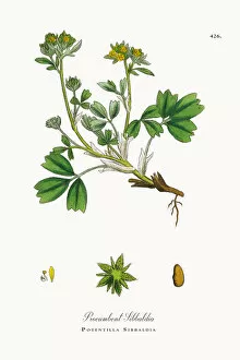 Images Dated 23rd October 2017: Procumbent Sibbaldia, Potentilla Sibbaldia, Victorian Botanical Illustration, 1863