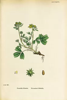 Images Dated 20th September 2017: Procumbent Sibbaldia, Potentilla Sibbaldia, Victorian Botanical Illustration, 1863