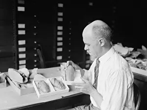 Eggs Prints: Prof. Chas. W. Gilmore, Dinosaur egg casts