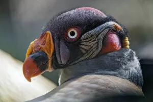 Images Dated 6th April 2017: Profile of a king vulture