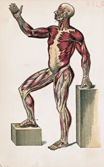 Profile of Medical Diagram on Man's Body