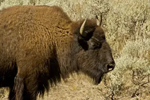 Bison Bison Prints: Profile view of American bison (Bison bison) in Lamar Valley at Yellowstone National Park