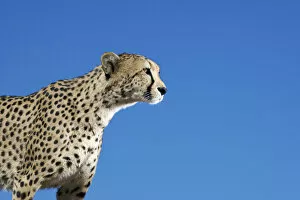 Ambient Gallery: Profile view of a cheetah (Acinonyx jubatus), (Acinonyx jubatus)