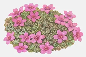Cliffs Prints: Profusion of star-shaped purple-pink flowers and rosette shaped leaves of Saxifraga sp