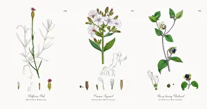 Images Dated 21st November 2017: Proliferous Pink, Dianthus Proliter, Victorian Botanical Illustration, 1863