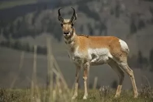 Images Dated 12th May 2015: Pronghorn Antelope