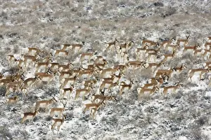 Pronghorn antelope (Antilocapra americana) herd in meadow, Sage Bush country, Oregon, USA