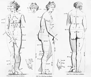 Venus Prints: Proportion Of Female Figure Measurements