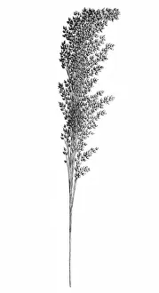 Common Prints: Proso millet (Panicum miliaceum)