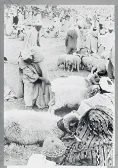 Prospective Buyer Inspecting Sheep