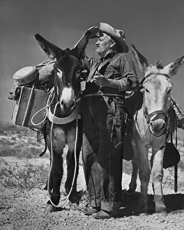 Prospector Shown W/Two Donkeys