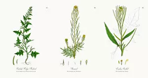 Images Dated 16th November 2017: Prostrate Hedge Mustard, Sisymbrium Polyceratium, Victorian Botanical Illustration, 1863