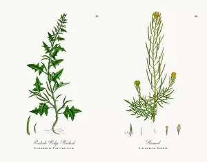 Images Dated 16th November 2017: Prostrate Hedge Mustard, Sisymbrium Polyceratium, Victorian Botanical Illustration, 1863