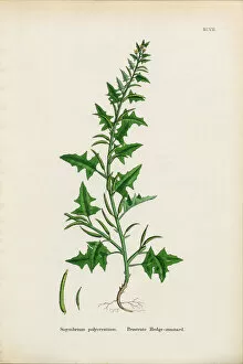 Images Dated 18th January 2017: Prostrate Hedge Mustard, Sisymbrium Polyceratium, Victorian Botanical Illustration, 1863