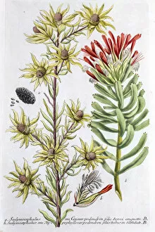 Images Dated 11th August 2015: Protea plant, a 18th century botanical illustration