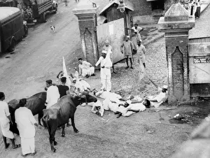 New Delhi Prints: Protesters with Cows