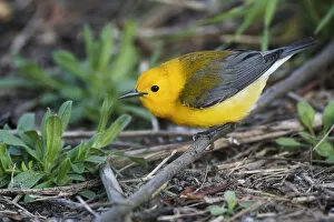 Images Dated 18th April 2017: Prothonotary warbler