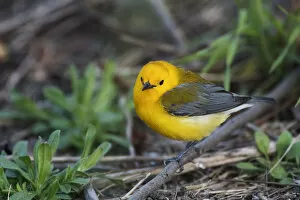 Images Dated 18th April 2017: Prothonotary warbler