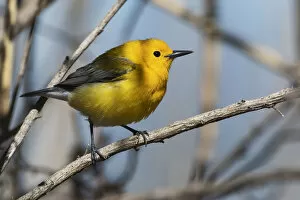 Images Dated 18th April 2017: Prothonotary warbler in mid-April