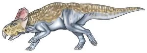 Protoceratops, dinosaur with forelimbs shorter than hind legs, beak, large ears