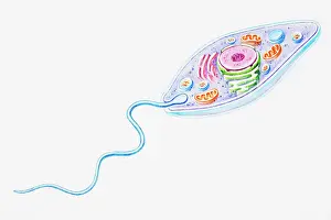 Particle Prints: Protozoa, a single-celled organism that feeds by scavenging for particles and other microorganisms
