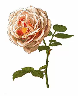 Images Dated 23rd December 2018: Provence rose or cabbage rose or Rose de Mai