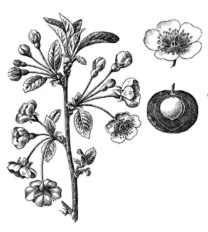 Botanics Prints: Prunus cerasus (sour cherry, tart cherry, or dwarf cherry)