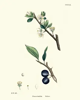 Prunus insititia, Bullace, Plum tree, Floral print