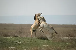 Images Dated 7th April 2010: Przewalskis horses -Equus ferus przewalskii-, playing young stallions, Burgenland, Austria, Europe