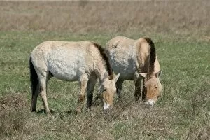 Images Dated 7th April 2010: Przewalskis horses -Equus ferus przewalskii-, Burgenland, Austria, Europe
