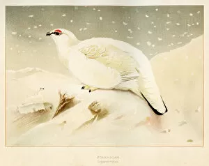 Images Dated 25th July 2016: Ptarmigan bird engraving 1900