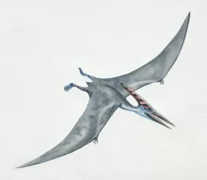 Images Dated 16th March 2006: Pteranodon gliding, side view