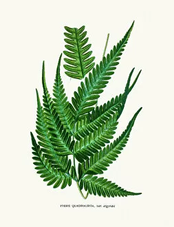 Images Dated 26th July 2016: Pteris fern