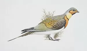 Images Dated 2nd June 2006: Pterocles alchata, Pin-tailed Sandgrouse, side view